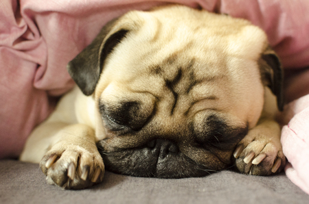 dog, pug, sleeping, bed, cuteの写真素材