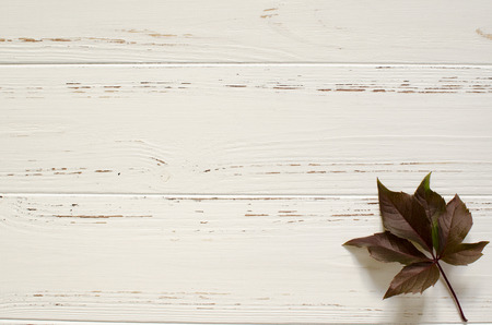autumn, wild, grape, leave, wooden, whiteの写真素材