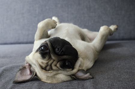 dog, pug, lay, back,cute, funny, playfulの写真素材