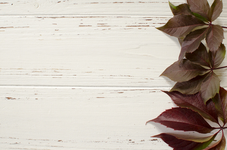 autumn, wild, grape, leave, wooden, whiteの写真素材