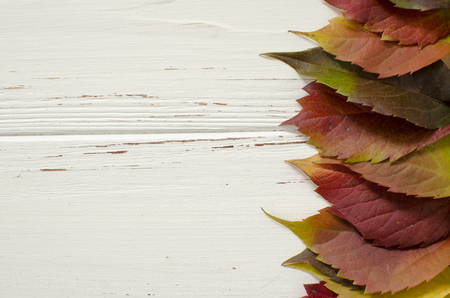 autumn, background, leavesの写真素材