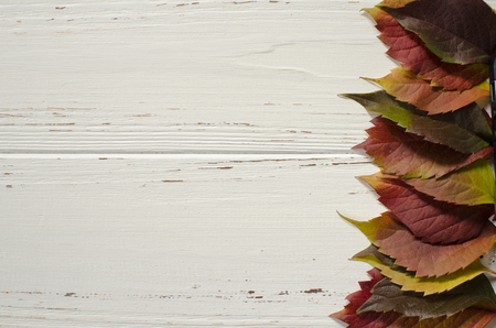 autumn, background, leavesの写真素材