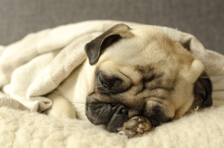 dog breed pug sleepingの写真素材