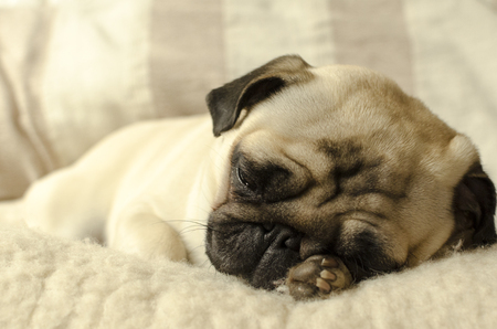 pug, cute, sleep, biege, dog, funnyの写真素材