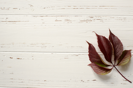 autumn, wild, grape, leave, wooden, whiteの写真素材