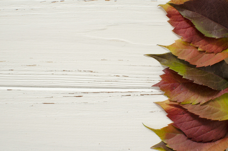 autumn, background, leavesの写真素材