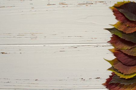 Autumn Leavesの写真素材