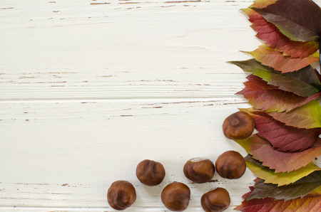 leaves and chestnutsの写真素材