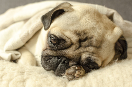 dog breed pug sleepingの写真素材