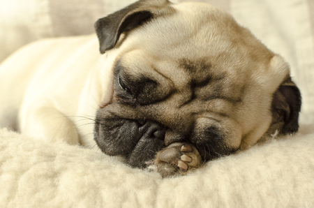 cute dog breed pug sleepingの写真素材