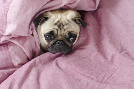 cute dog breed pug  wrapped in  pink blankedの写真素材