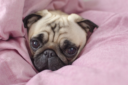 cute dog breed pug  wrapped in  pink blankedの写真素材