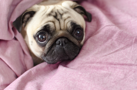 Cute dog breed pug wrapped in pink blankedの写真素材