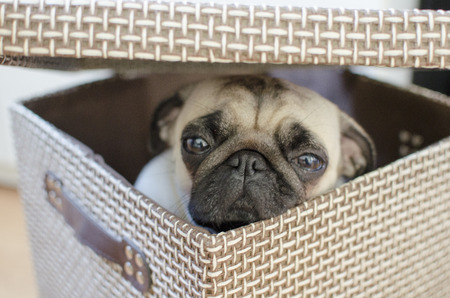 Sad cute little puppy pug hiding in the brown boxの写真素材
