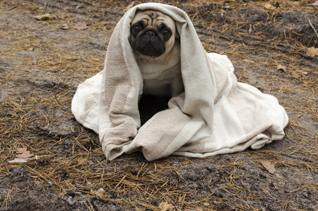 Cute dog breed pug wrapped in blanket in autumn forestの写真素材