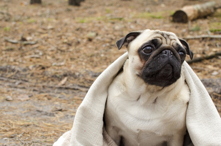 Cute dog breed pug wrapped in blanket in autumn forestの写真素材