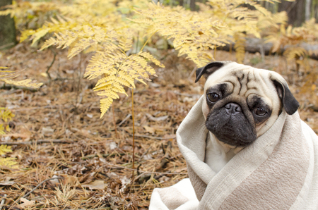 Cute dog breed pug wrapped in blanket in autumn forestの写真素材