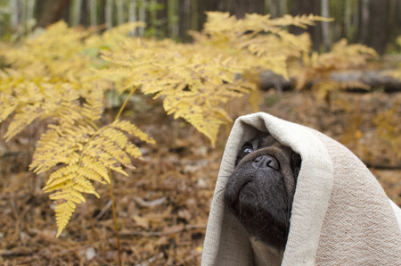 Cute dog breed pug wrapped in blanket in autumn forestの写真素材