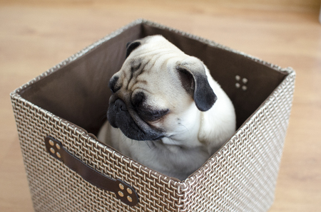 Cute sad pug sitting and hiding in boxの写真素材