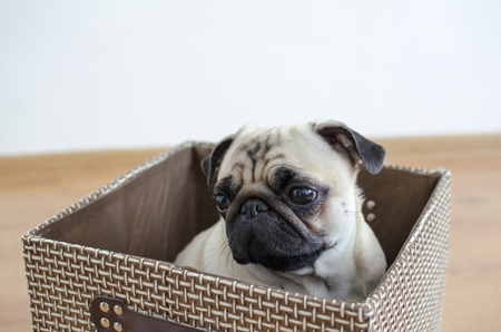 Cute sad pug sitting and hiding in boxの写真素材