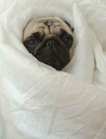Sad  dog breed pug in blanket の写真素材