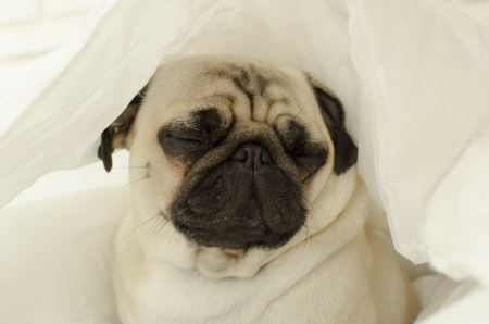Sad  dog breed pug in blanket の写真素材