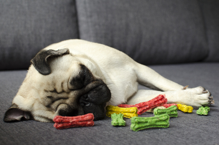Cute small dog breed pug sleeping near colored bonesの写真素材