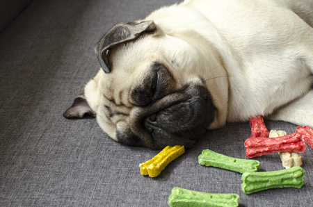 Cute small dog breed pug sleeping near colored bonesの写真素材