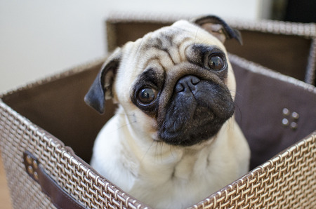 Sad cute small puppy pug hiding in the brown boxの写真素材