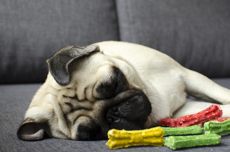 Cute small dog breed pug sleeping near colored bonesの写真素材