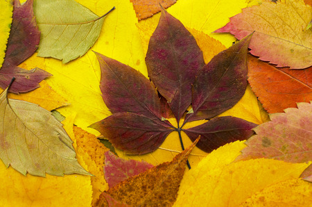  Dried colored autumn leavesの写真素材