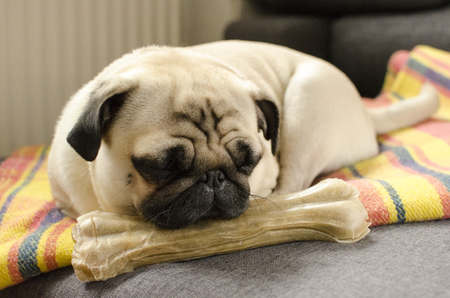 Dog breed pug sleeping on the boneの写真素材