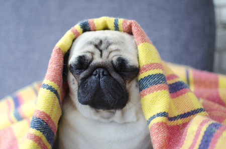 Dog breed pug  wrapped in blanket looks like pharaohの写真素材