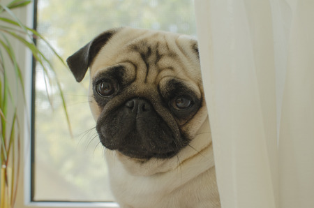 Sad puppy pug at the windowの写真素材