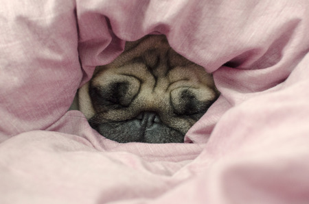 dog face breed pug wrapped in blanketの写真素材