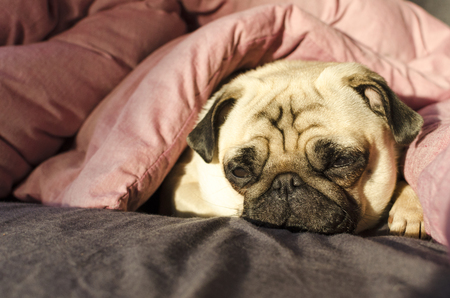 dog breed pug sleeping in bedの写真素材