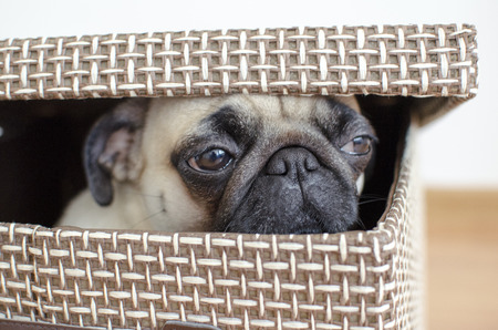 Cute sad pug sitting and hiding in boxの写真素材