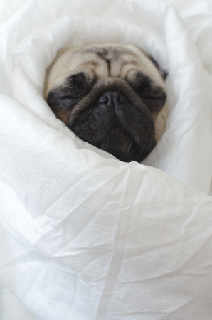 Sad  dog breed pug in blanket の写真素材
