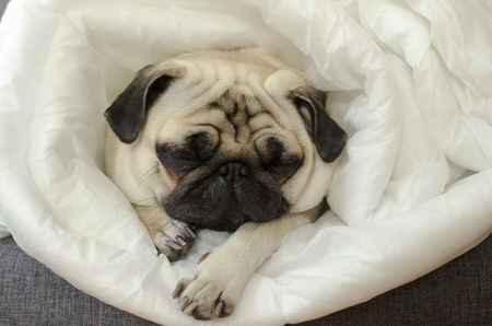 Sad  dog breed pug in blanket の写真素材