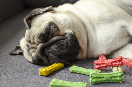 Cute small dog breed pug sleeping near colored bonesの写真素材