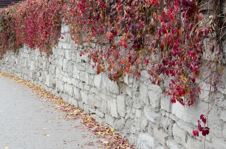 Old wall of stone covered with wild grapesの写真素材