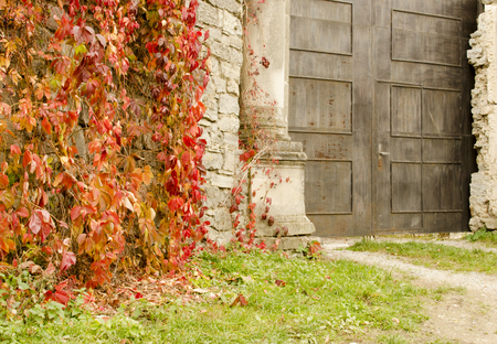 Old wall of stone covered with wild grapes and gates to the castleの写真素材