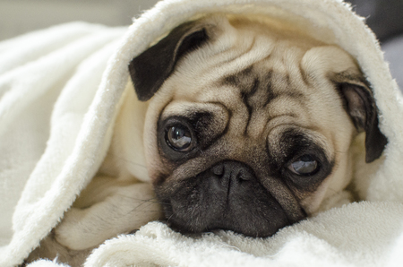 Sad pug puppy lying under blanketの写真素材