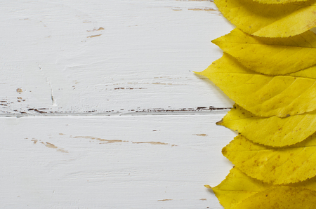 Line of yellow autumn leaves on white old wooden background with space for textの写真素材