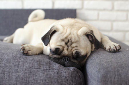 Small cute dog breed pug lying on pillows and looking straightの写真素材
