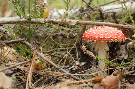 amanita in forest の写真素材