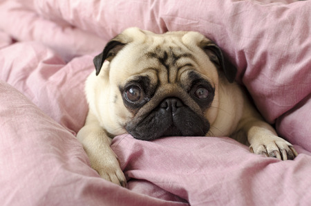 small cute dog breed pug sleeping in master's bedの写真素材