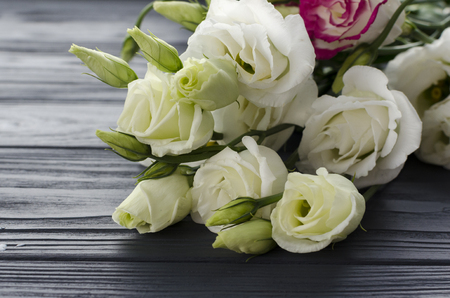 eustoma flowers on grey backgroundの写真素材