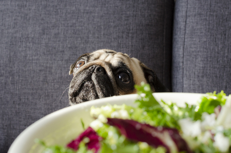  plate with fresh green salad, dog breed pug sitting on the sofa and begging for  foodの写真素材