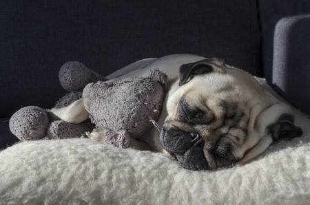 cute small dog breed pug sleeping on the wool pillow and holding old toy bearの写真素材